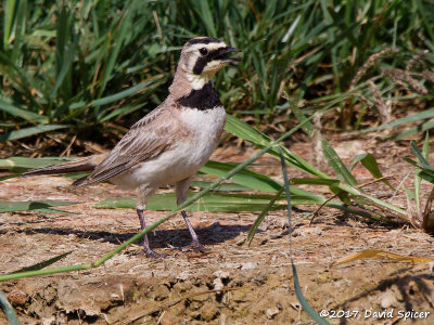 Horned Lark