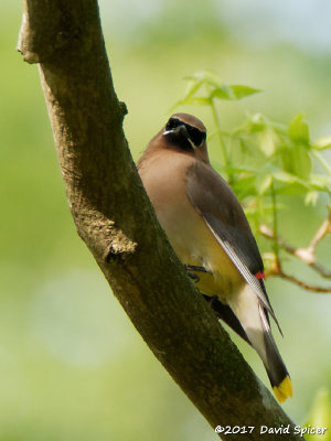 Mockingbirds, Thrashers, Pipits and Waxwings