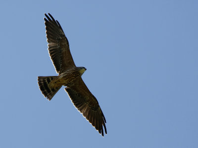 Hawks, Kites, Eagles, Falcons and Vultures