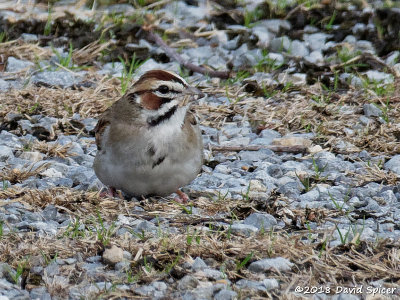 Lark Sparrow