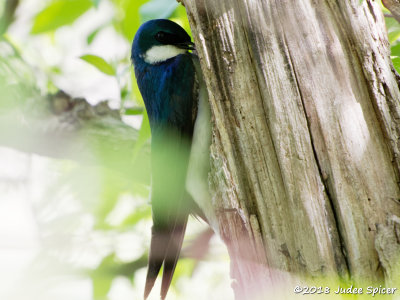 Tree Swallow