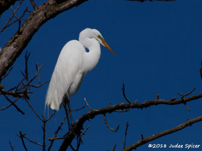 Great Egret