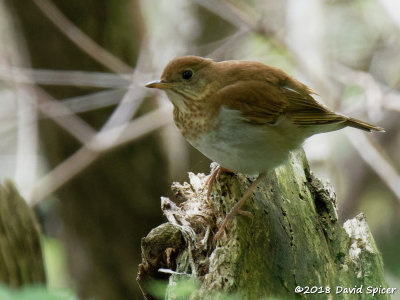 Bluebirds, Gnatcatchers, Kinglets, Robins and Thrushes