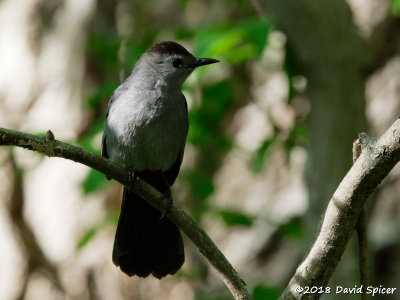 Catbird
