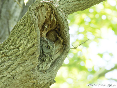 Eastern Screech Owl