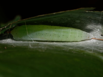 Brazilian Skipper Chrysalis