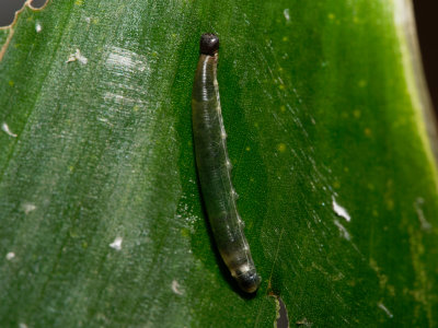 Brazilian Skipper Caterpillar