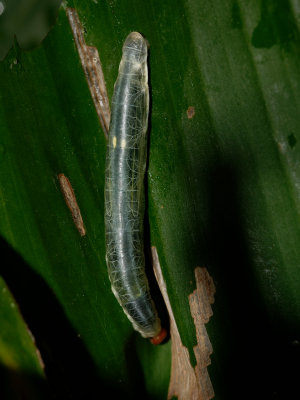 Brazilian Skipper Caterpillar