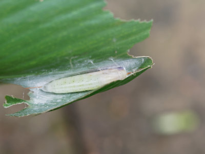 Brazilian Skipper Chrysalis
