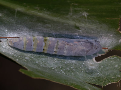 Brazilian Skipper Chrysalis