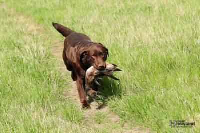 Gun Dog Event