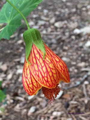 Abutilon flower - almost open!