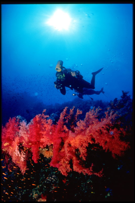 Assumption island coral reef 