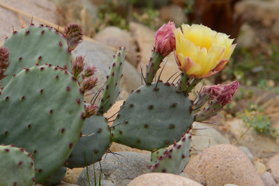 Purple Prickly-pear Cactus