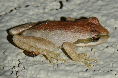 Baja California Tree Frog ?