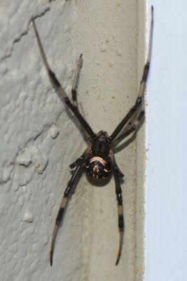 Western Black Widow - juvenile