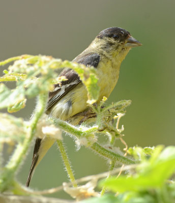 Lesser Goldfinch - male