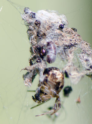 Spider Home 