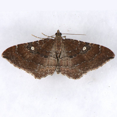 7414  Gem Moth - Orthonama obstipata