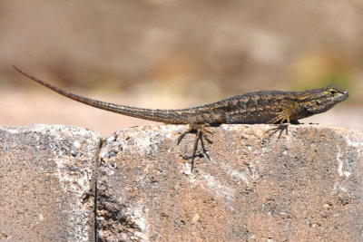 Great Basin Fence Lizard