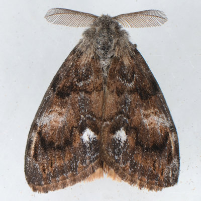 8309  Western Tussock Moth - Orgyia vetusta 