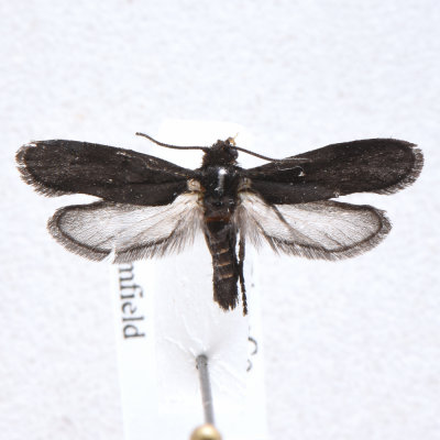 197 Tegeticula maculata