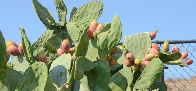Burbank opuntia cactus pears