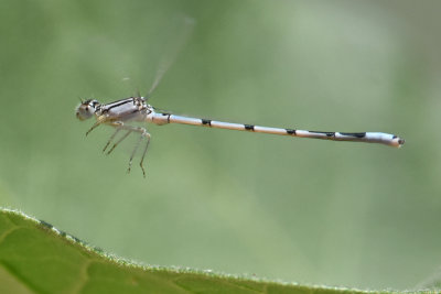 Familiar Bluet - young male