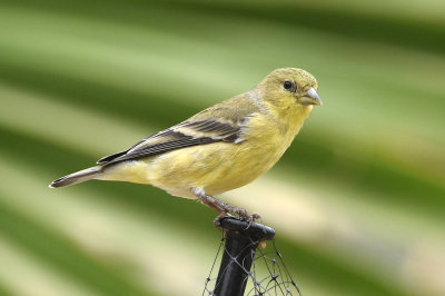 Lesser Goldfinch - female
