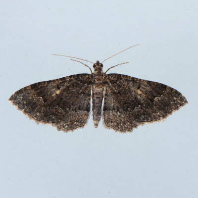 7417 Somber Carpet Moth  Disclisioprocta stellata