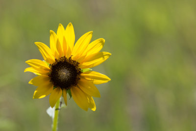 Sunflowers 1