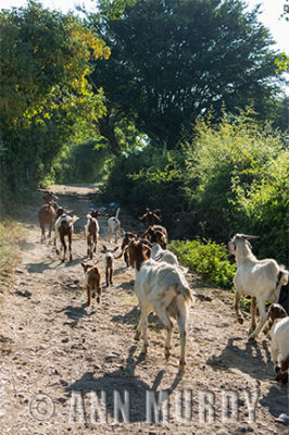 The Goat Herd