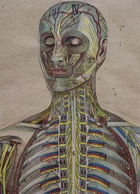 Anatomical drawing of muscles by Frida