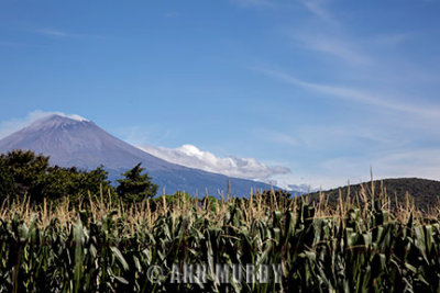 Popo and field of sorghum