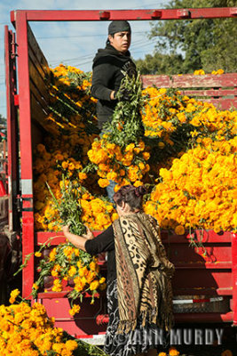 Unloading truck full of marigold flowers