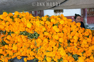 Surrounded by marigold flowers