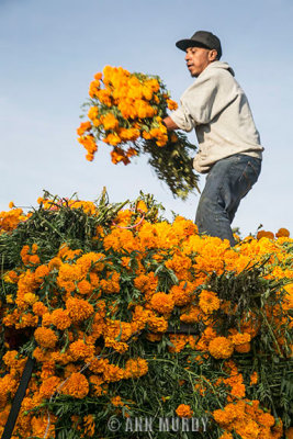 Tossing marigolds from truck