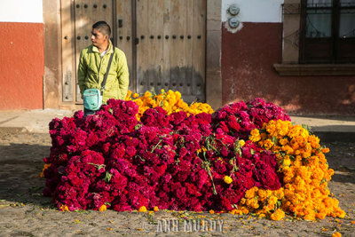 Flower vender selling marigolds and celosia