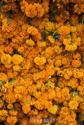 Stack of marigolds