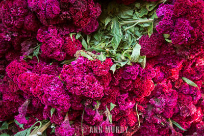 Stack of celosia