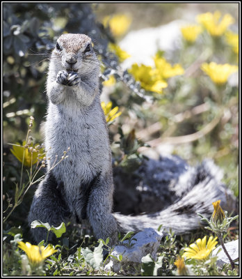 Ecureuil terrestre / Ground squirrel