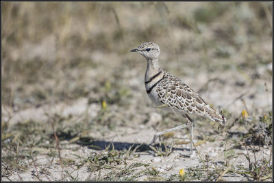Courvite  double collier / Double-banded courser