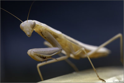 Praying Mantis