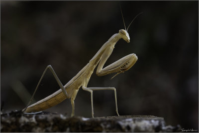 Praying Mantis