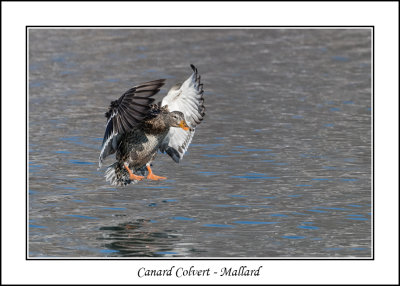 Canard Colvert - Mallard