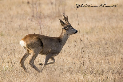 Capriolo (Capreolus capreolus)