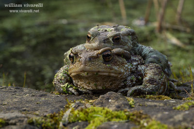 Rospo comune (Bufo bufo)