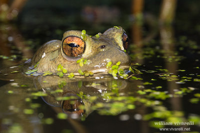 Rospo comune (Bufo bufo)