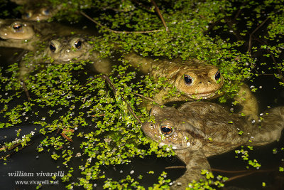 Rospo comune (Bufo bufo)