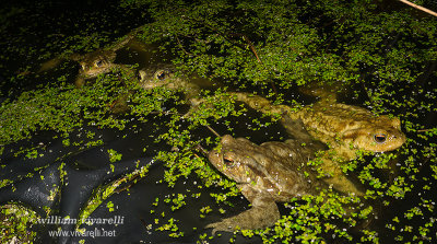 Rospo comune (Bufo bufo)